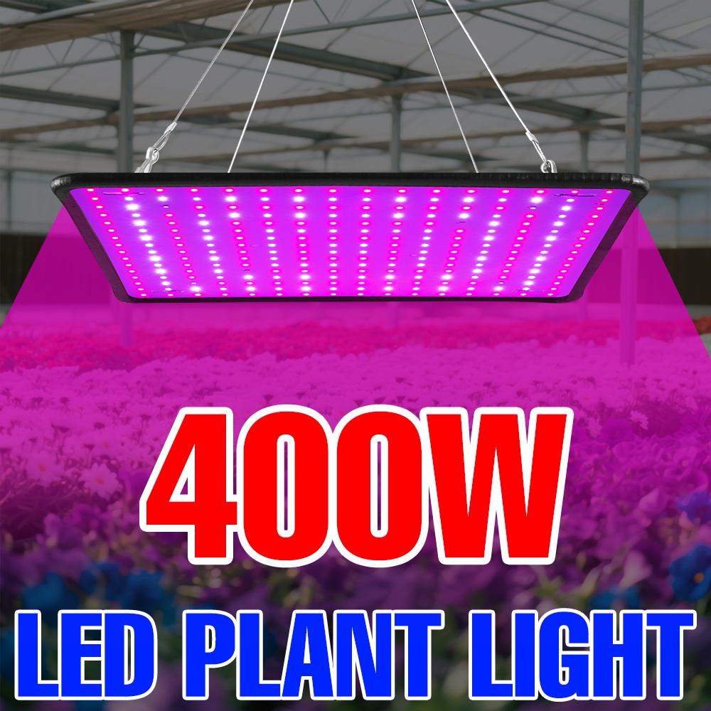 Echeveria Succulent - 400W LED Grow Light Full Spectrum