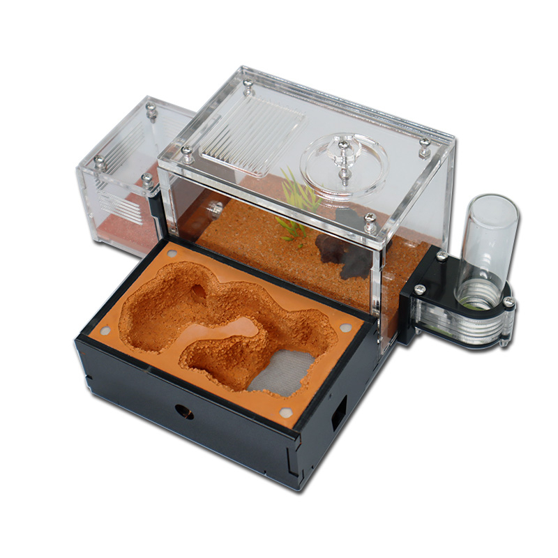 Begonia Rex - Yellow Soil Ant Farm with External