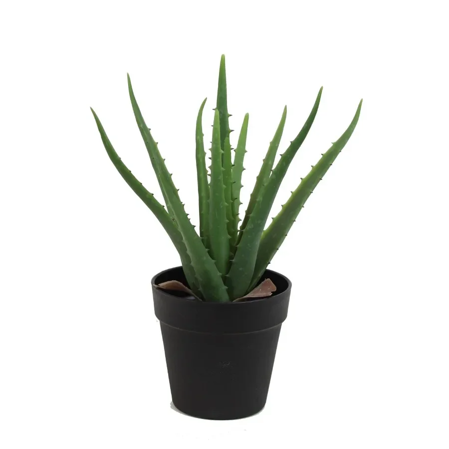 Aloe Vera Pot - The Mod Greenhouse 14