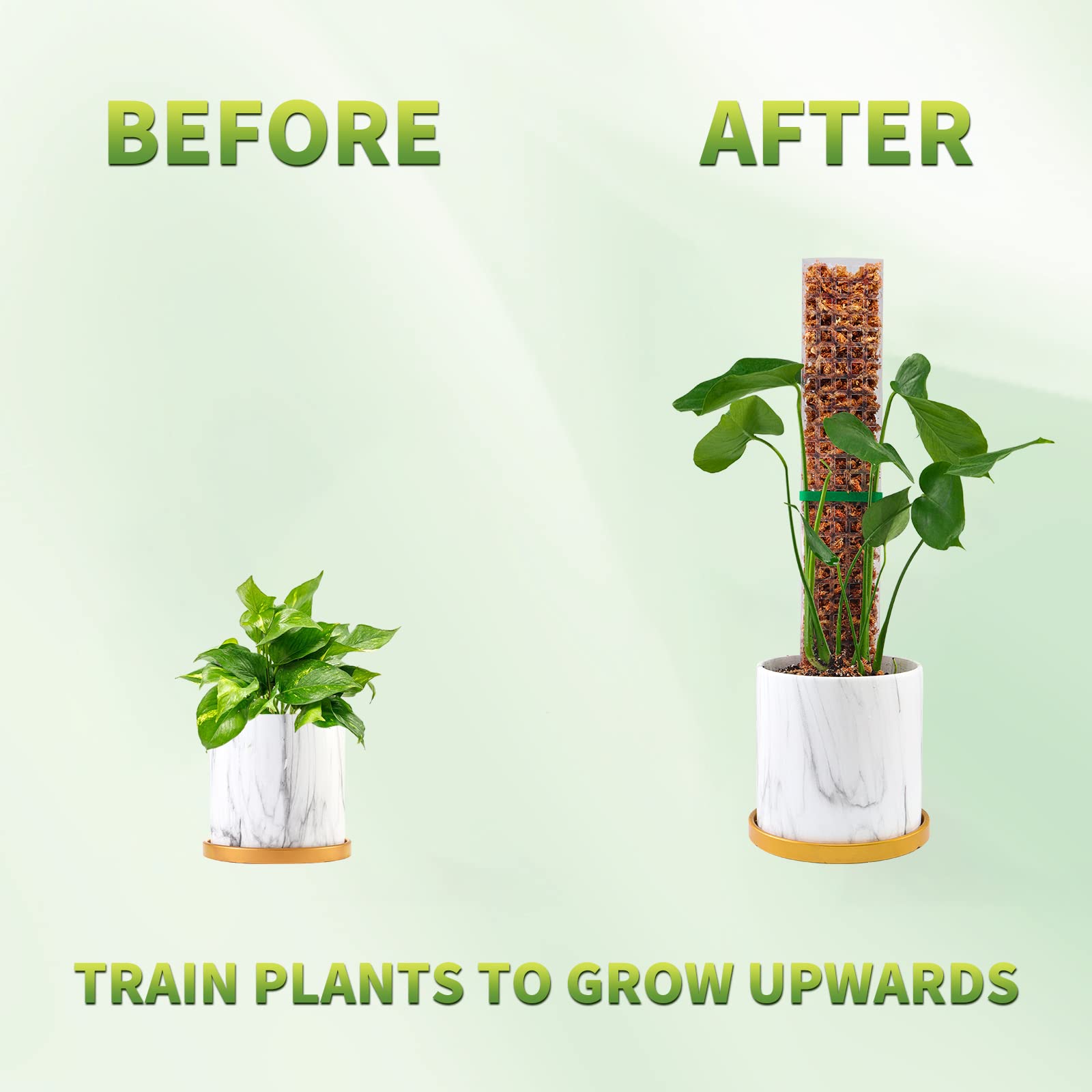 Moss Poles Plants Plant Suppor - огляд і ціна Echeveria Succulent