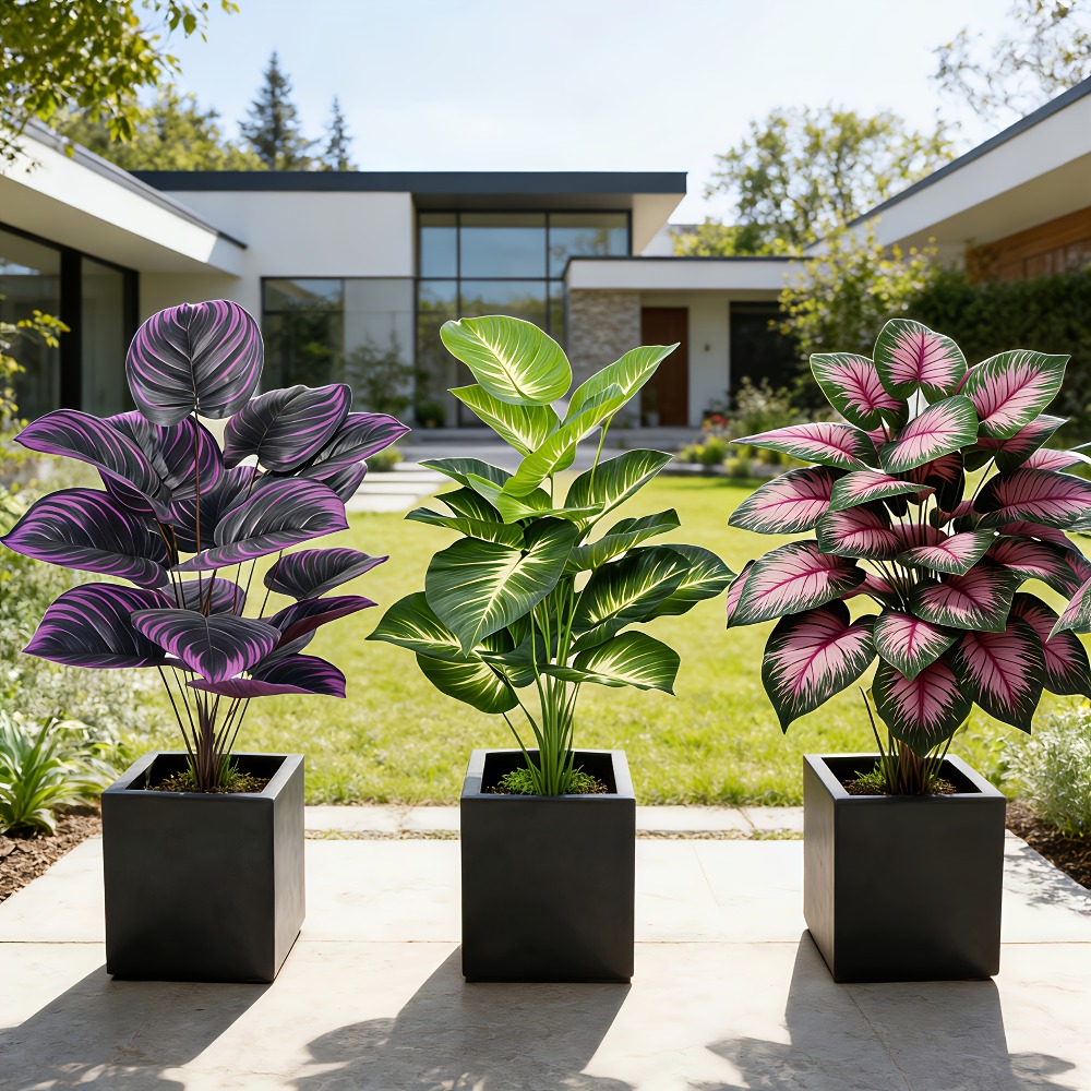 3pc Featuring Various Large-Le - огляд і ціна Ficus Lyrata Tree