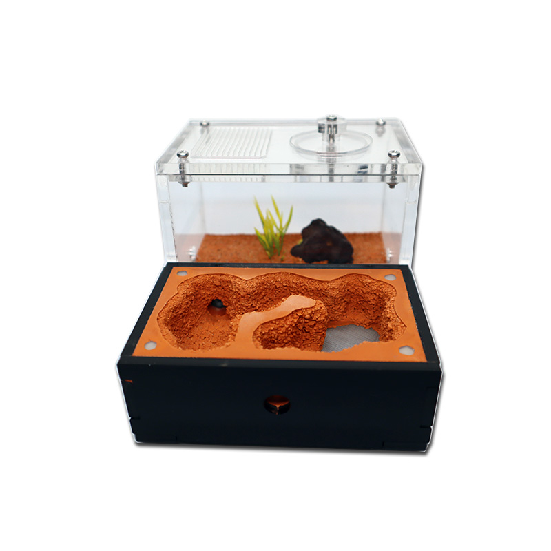 Yellow Soil Ant Farm with Exte - огляд і ціна Begonia Rex
