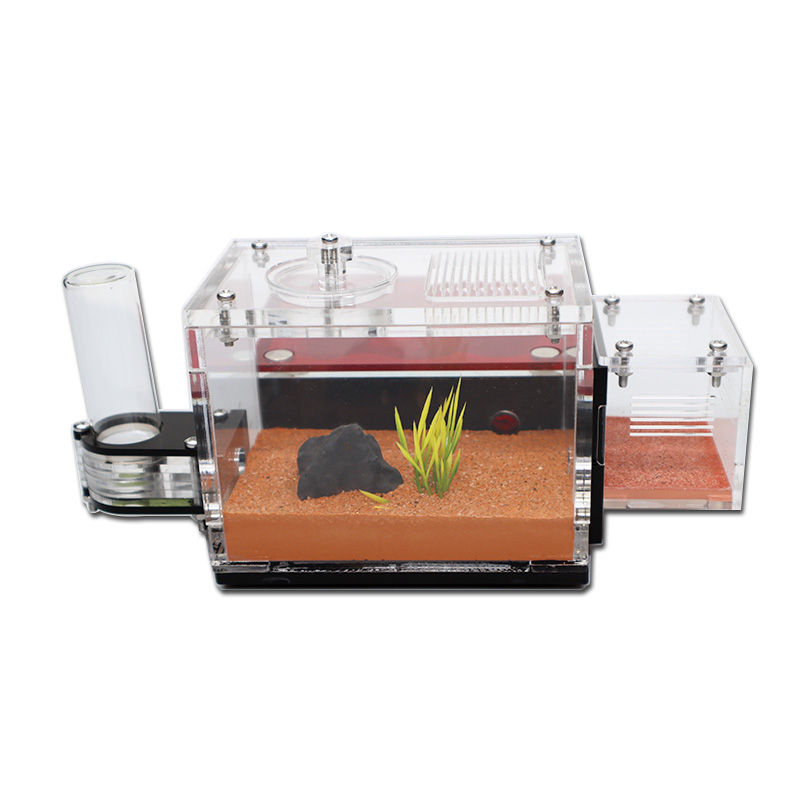 Yellow Soil Ant Farm with Exte - огляд і ціна Begonia Rex
