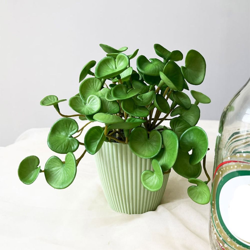 Soft Glue Artificial Plant EVA - огляд і ціна Echeveria Succulent
