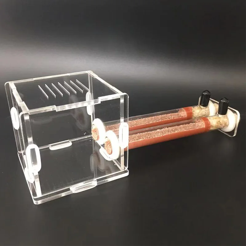 DIY Various Size Ant Farm Bamb - огляд і ціна Begonia Rex