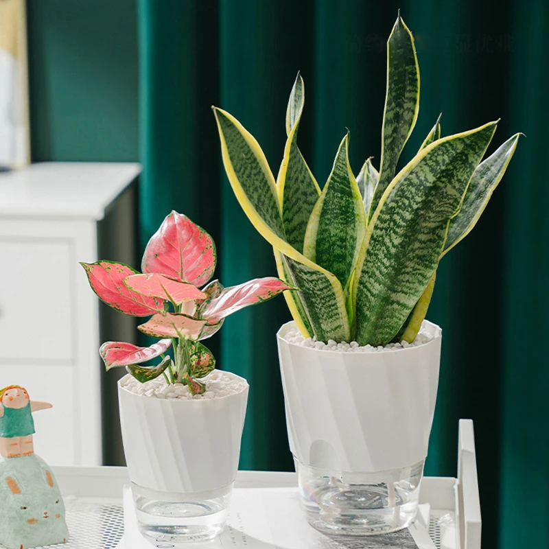 Lazy Hydroponic Flower Pot Aut - огляд і ціна Aloe Vera Pot