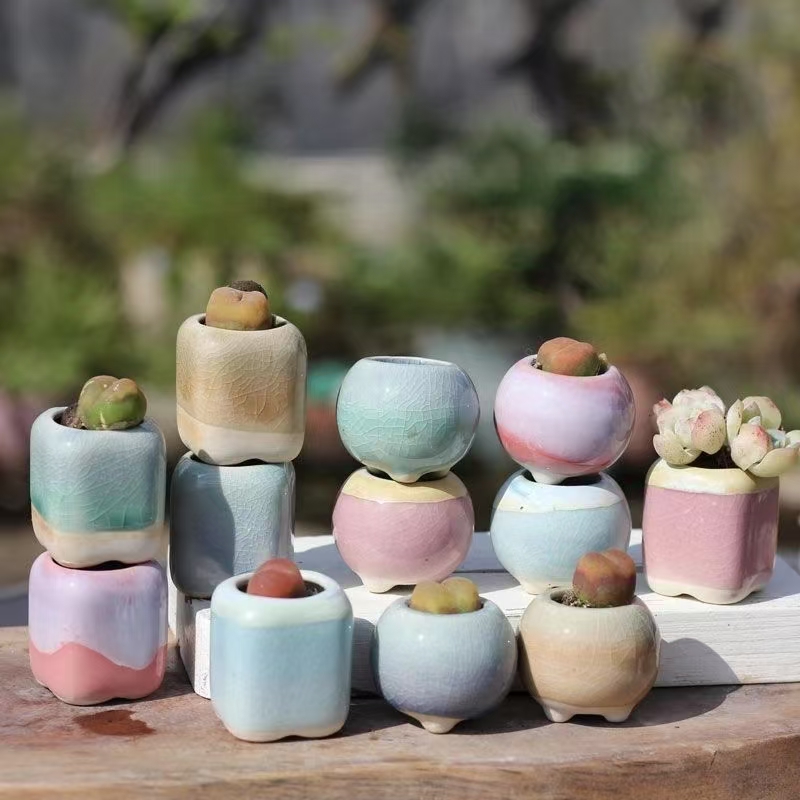 6Pcs Mini Flowerpot Succulents - огляд і ціна Echeveria Succulent