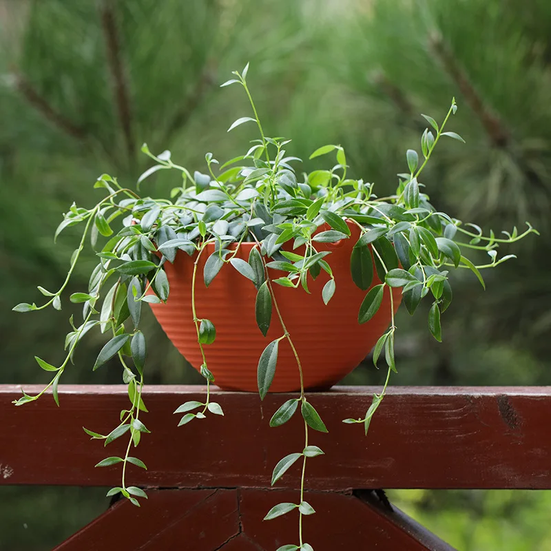 Plastic hanging basket flower  - огляд і ціна Spider Plant Hanging